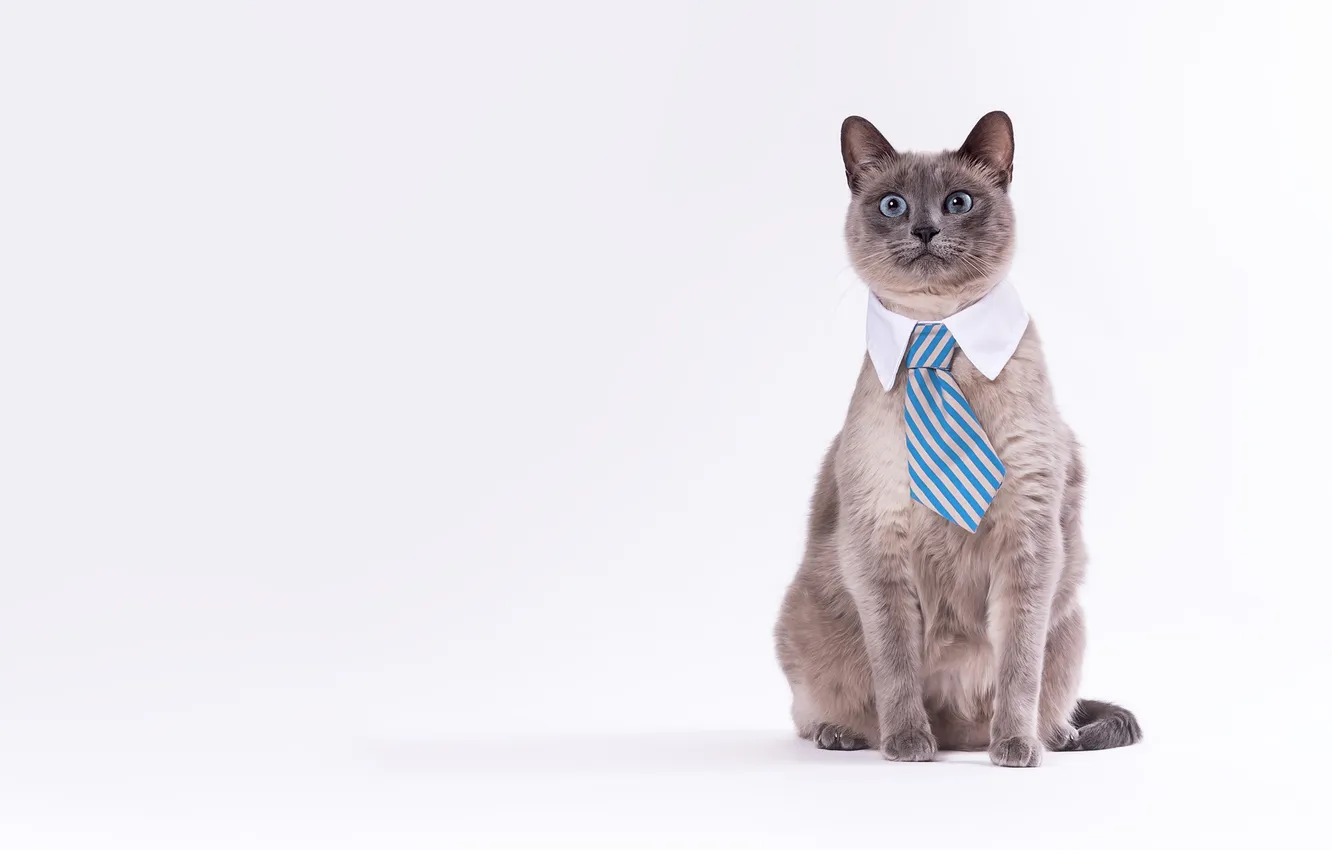 Photo wallpaper cat, cat, look, pose, grey, tie, white background, face