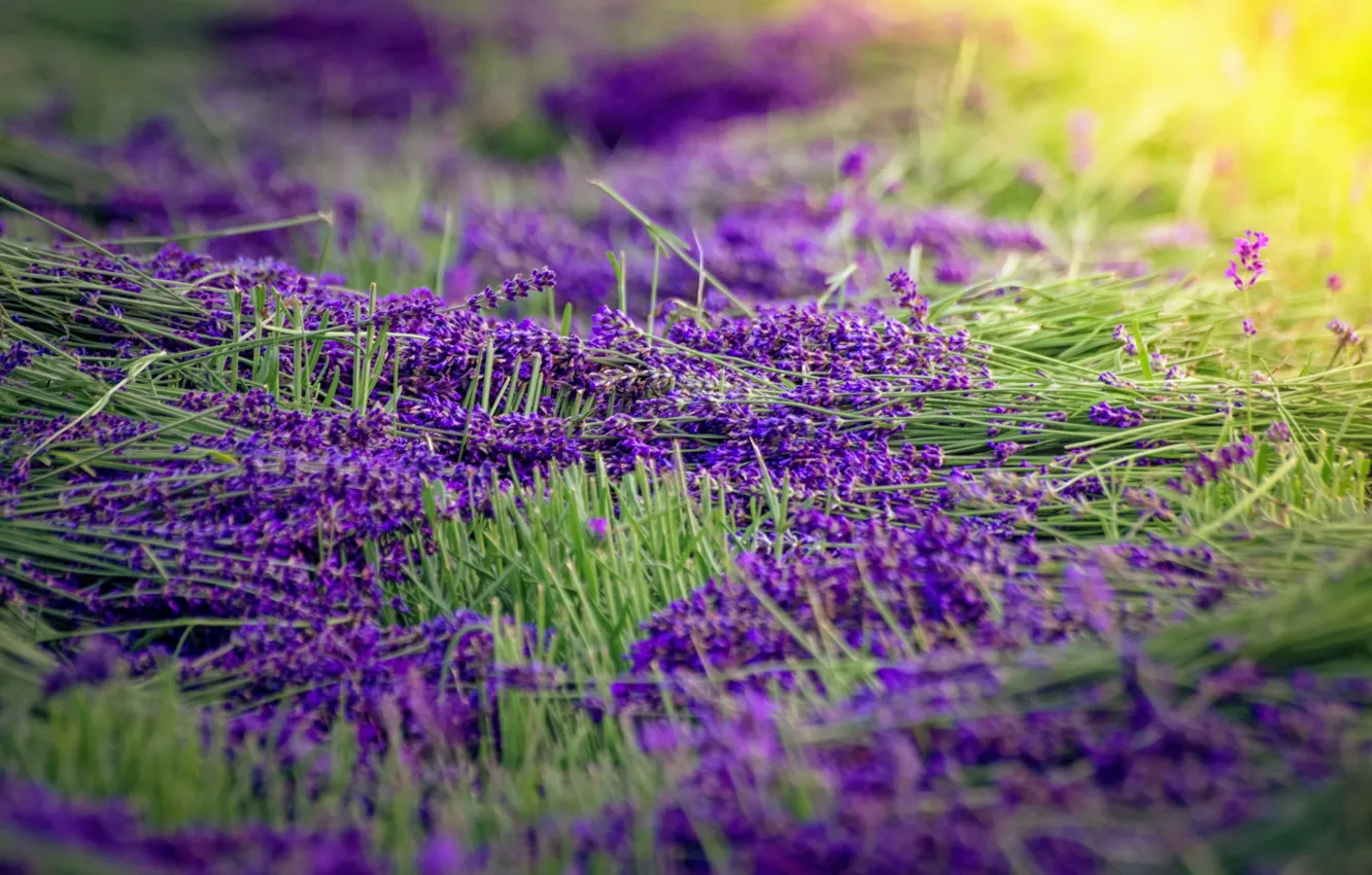 Photo wallpaper flowers, lavender, sunlight, harvest