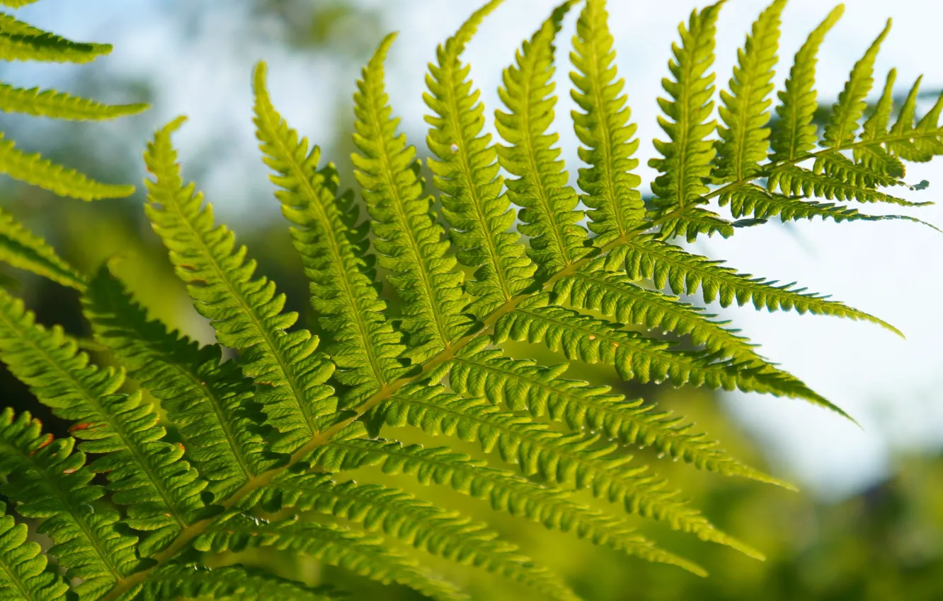 Photo wallpaper green, leaf, fern