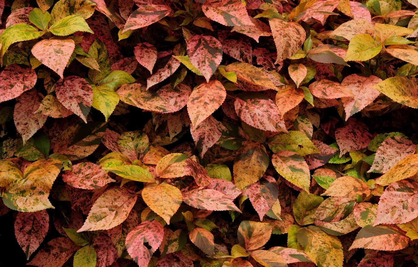 Photo wallpaper leaves, a lot, different