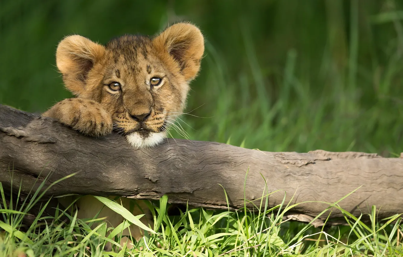 Photo wallpaper grass, look, branches, lion, little lion