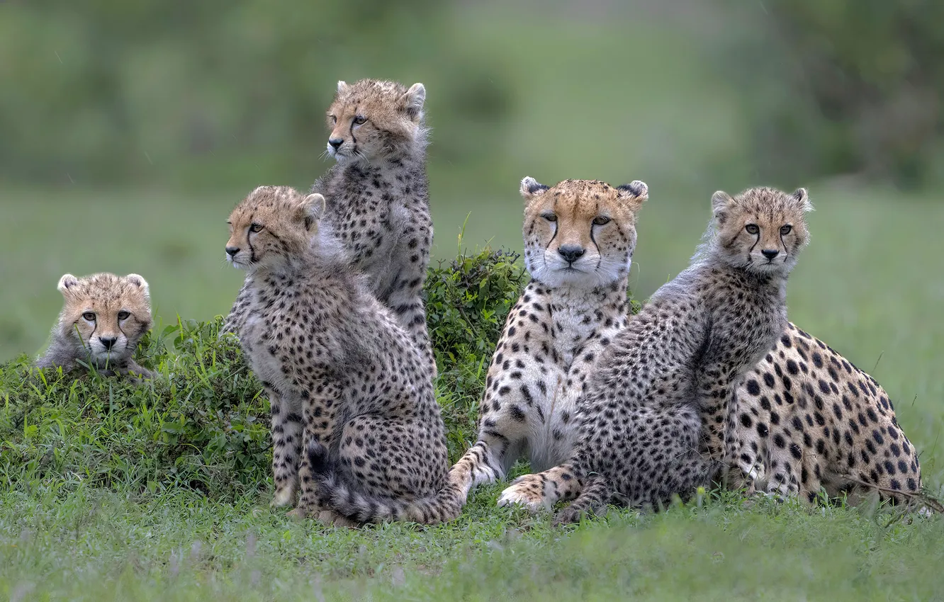 Photo wallpaper field, grass, look, face, nature, pose, stay, Cheetah