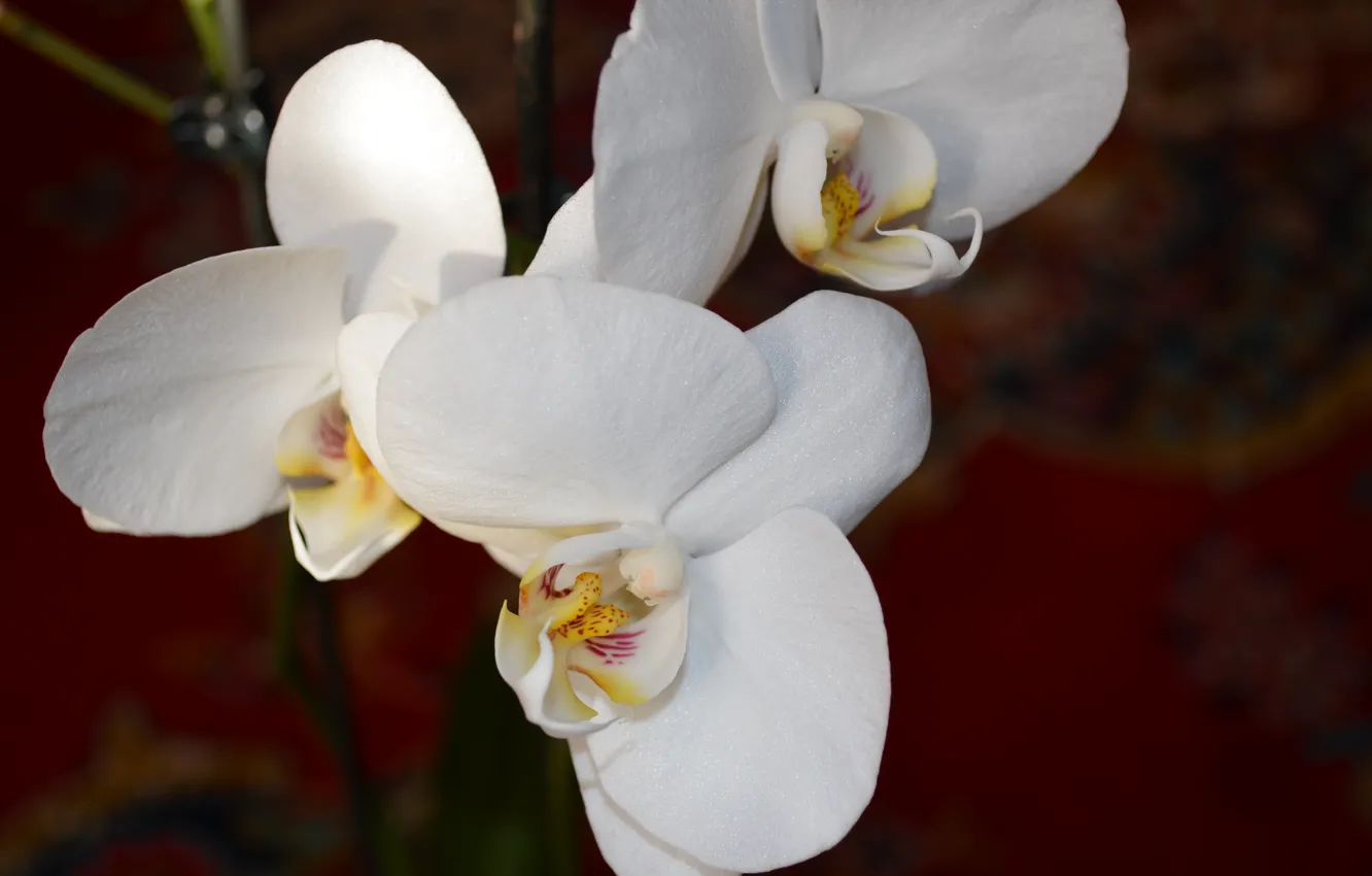 Photo wallpaper flowers, Orchid, white color