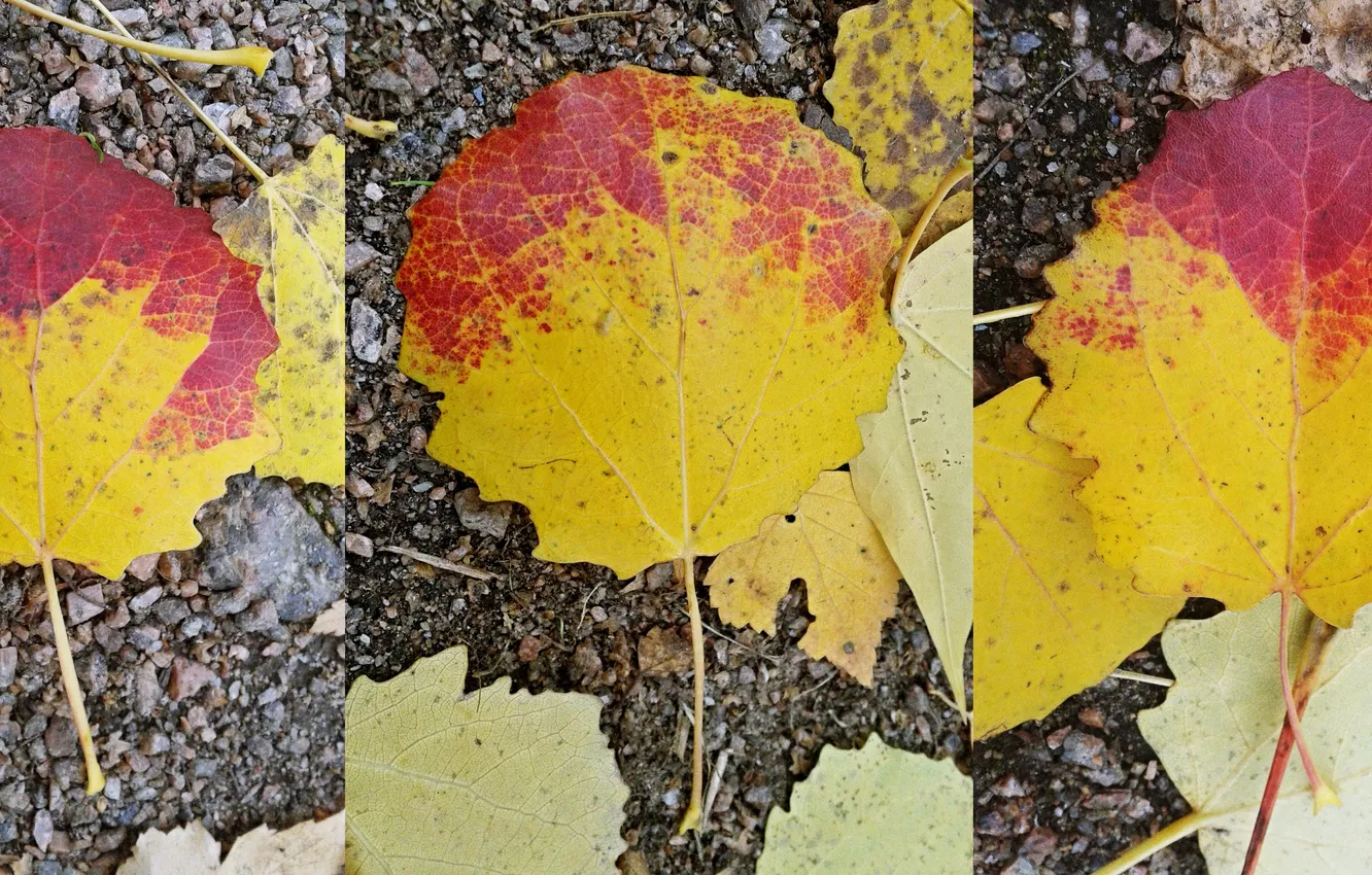 Photo wallpaper autumn, foliage, October 2024