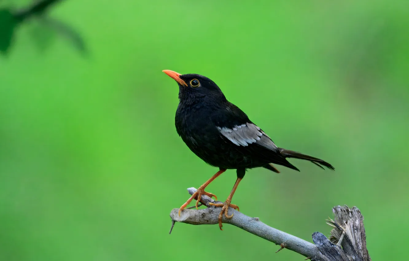 Photo wallpaper branches, bird, bokeh, Blackbird, Pramod Bayya