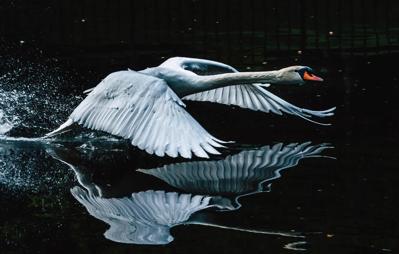 Photo wallpaper water, flight, nature, reflection, bird, swans