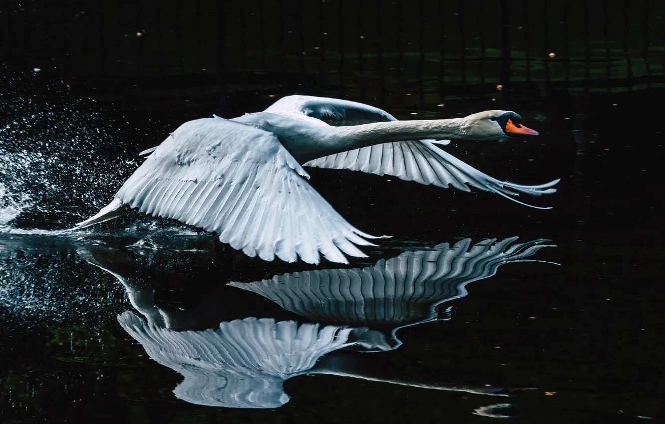 Photo wallpaper water, nature, reflection, bird, Swan, flight