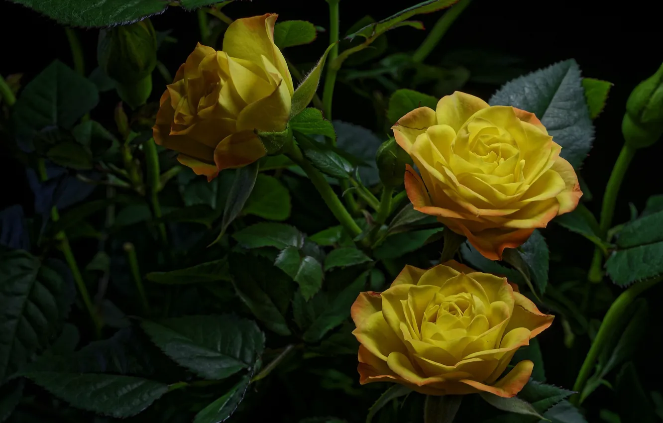 Photo wallpaper roses, yellow, trio