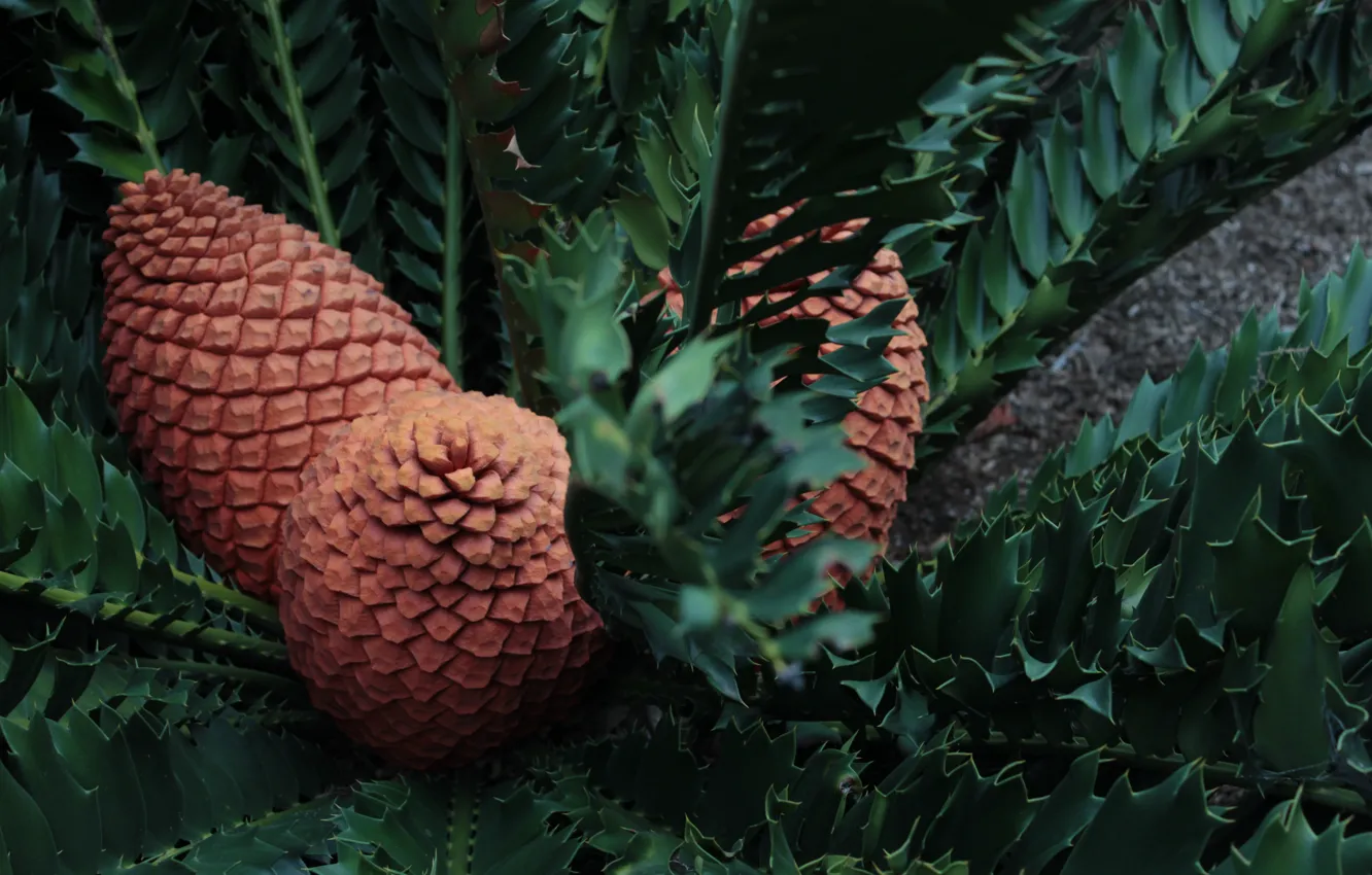 Photo wallpaper leaves, branches, plant, Australia, bumps, Adelaide, the cycads, tsikas