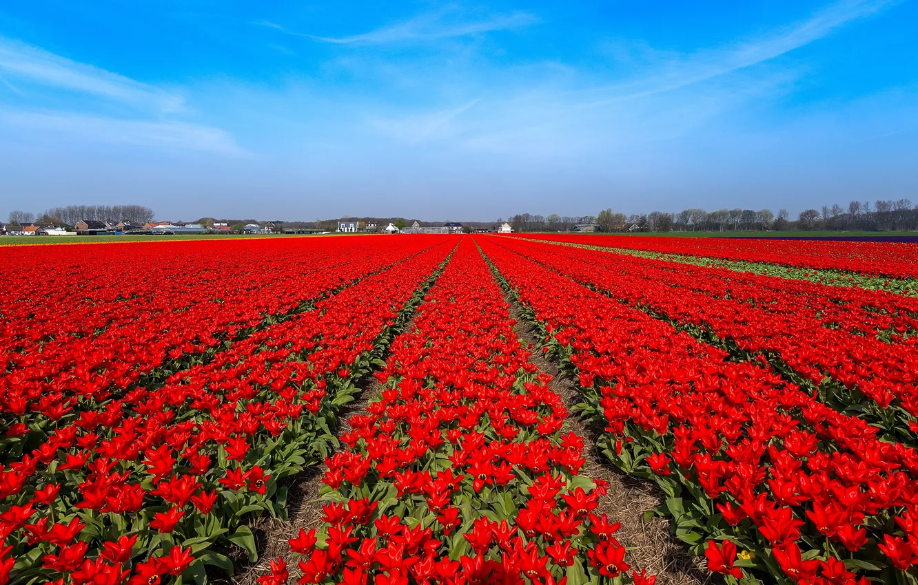 Photo wallpaper field, flowers, blue, bright, spring, tulips, red, houses