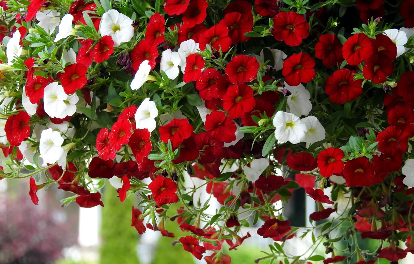Photo wallpaper flowers, red, white, Petunia