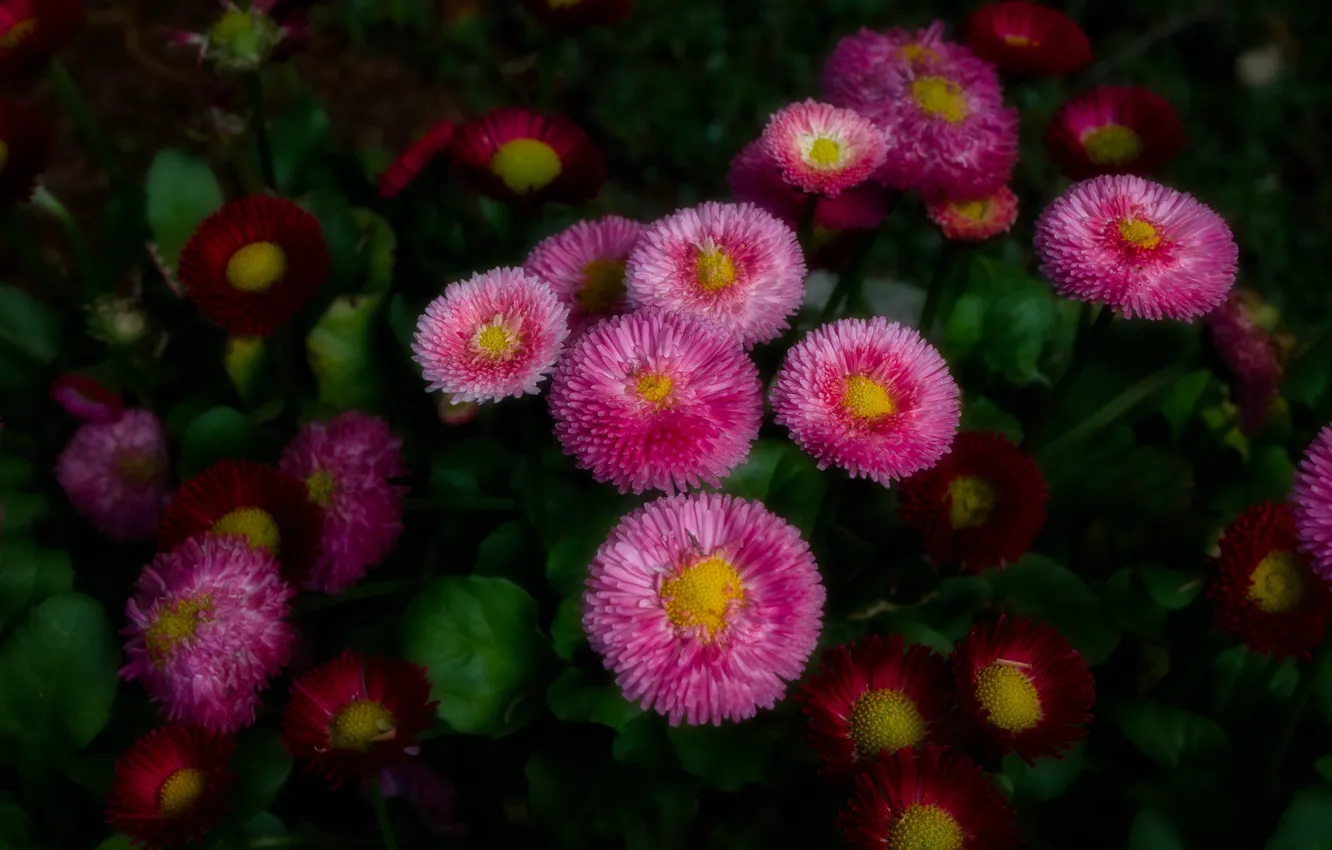 Photo wallpaper flowers, pink, flowerbed, Daisy
