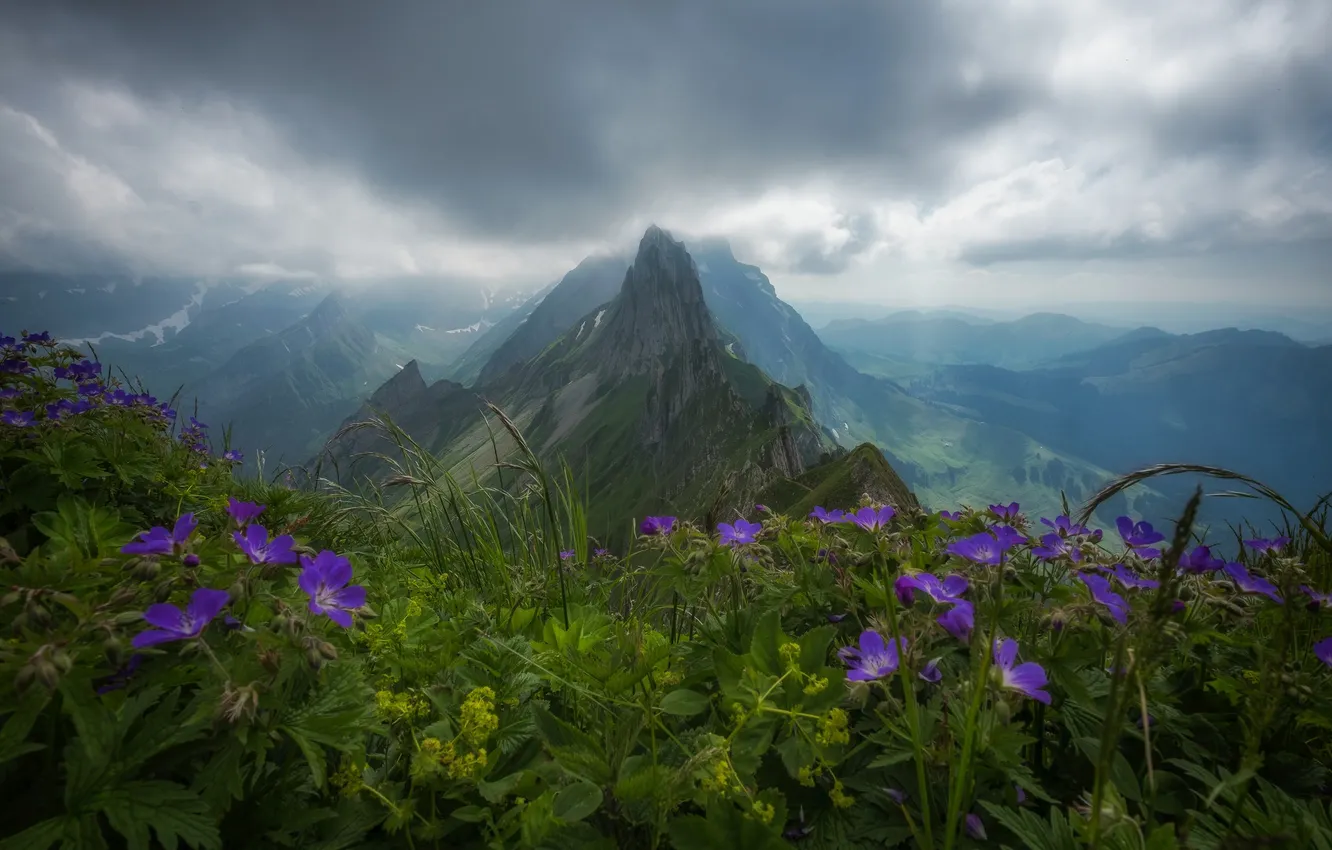 Photo wallpaper flowers, mountains, morning, meadow, peak