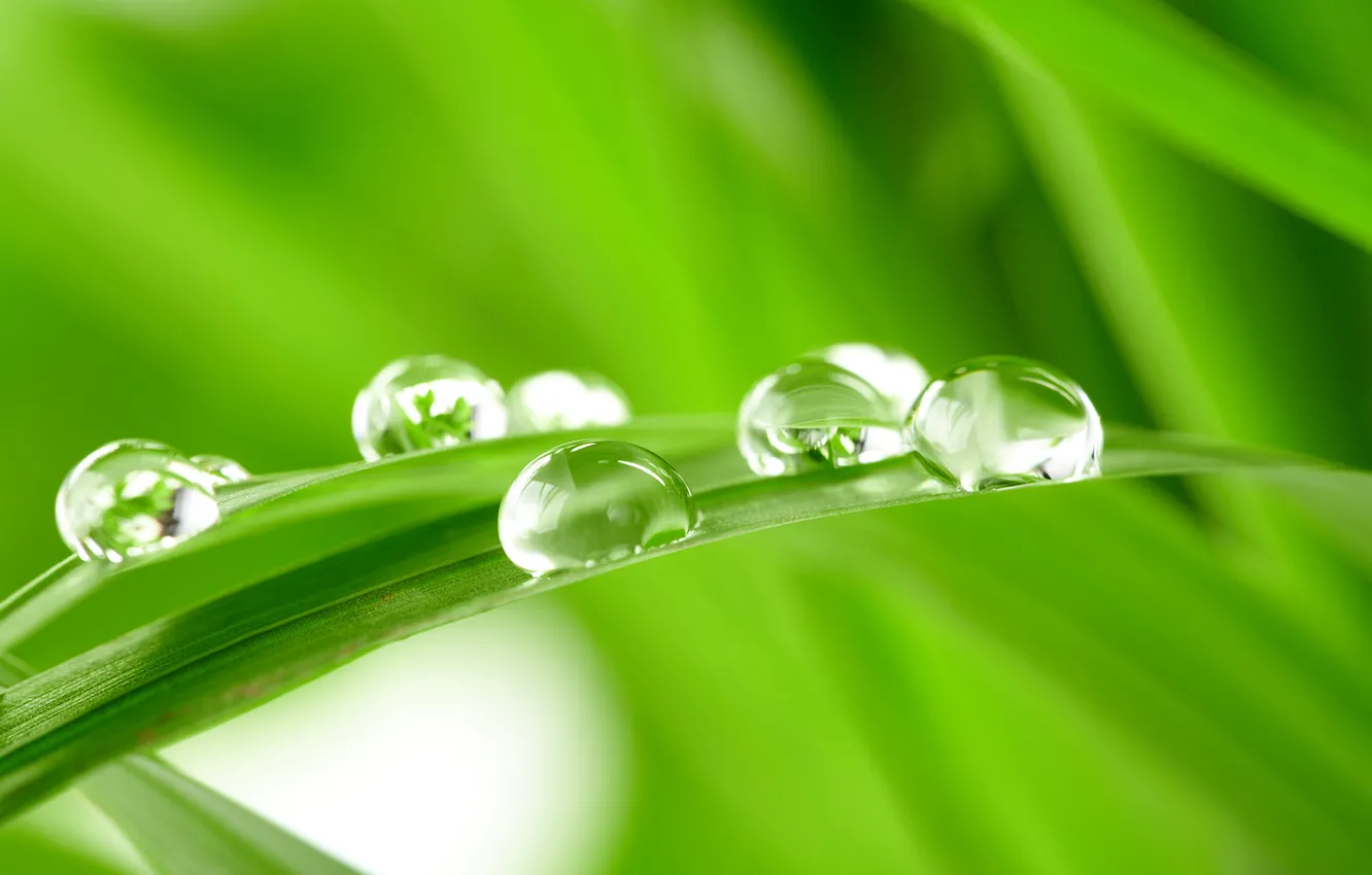 Photo wallpaper GRASS, ROSA, WATER, SPHERE, DROPS, GREEN, GREEN, A BLADE of grass