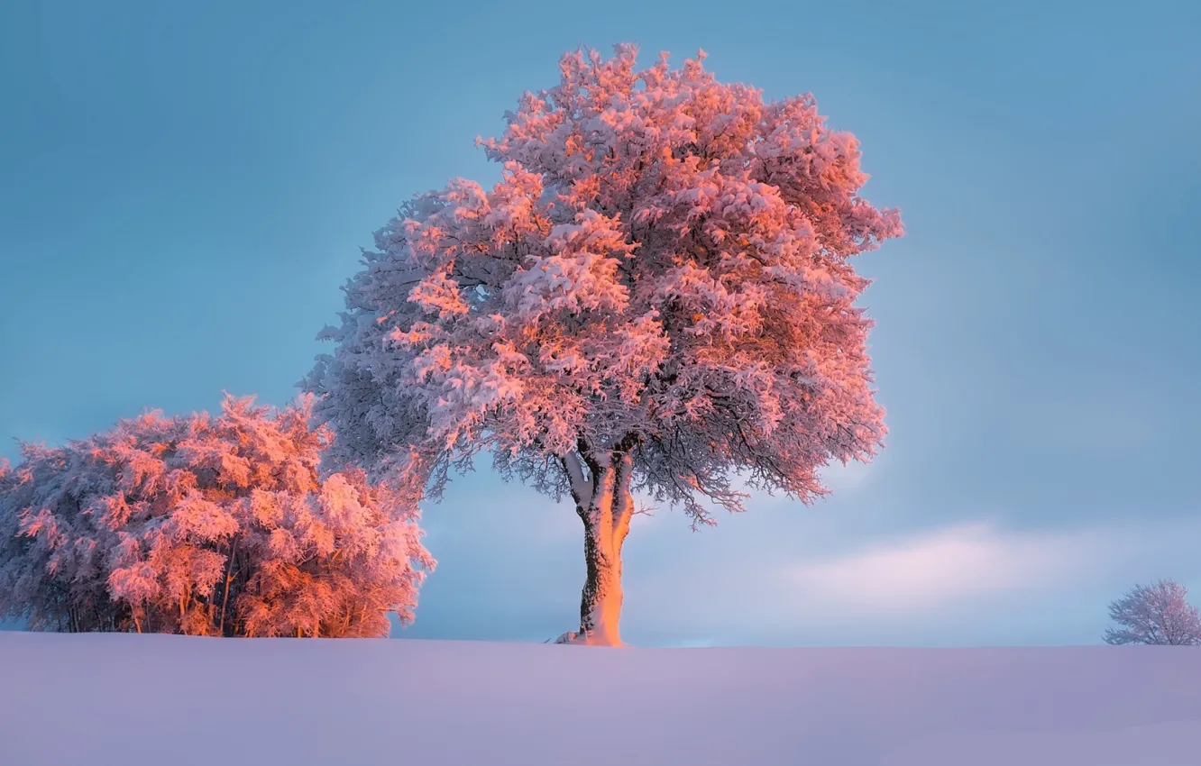 Photo wallpaper frost, the sun, snow, trees, Winter, frost