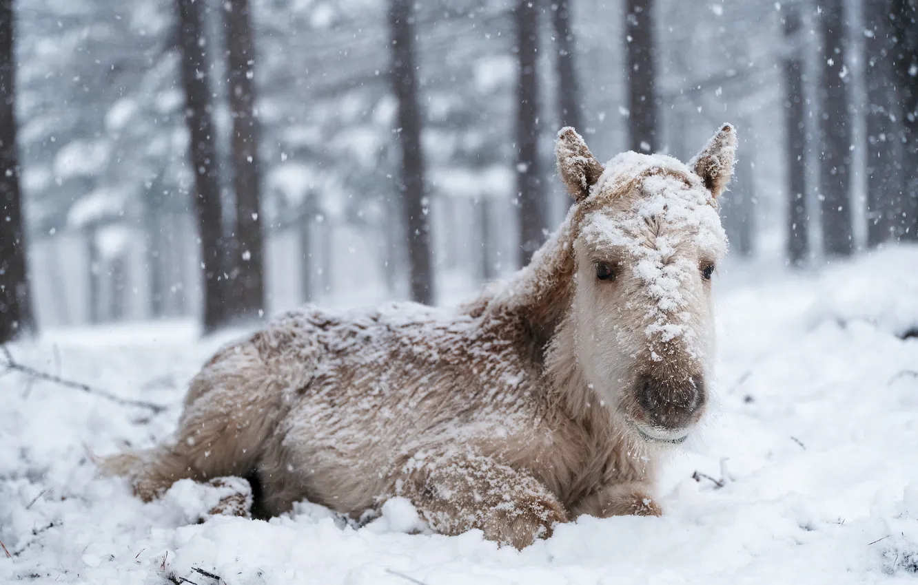 Photo wallpaper winter, forest, white, look, snow, trees, nature, horse