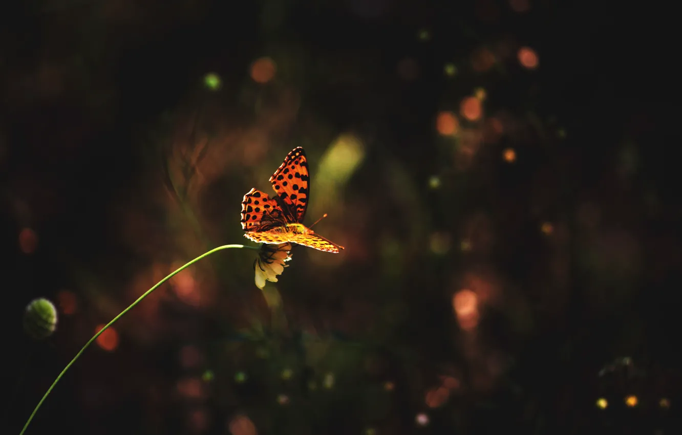 Photo wallpaper flower, grass, butterfly, grass, flower, butterfly
