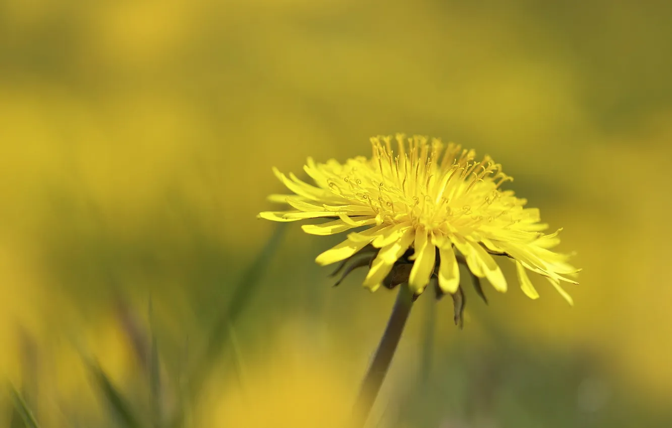 Photo wallpaper flower, dandelion, Taraxacum officinale