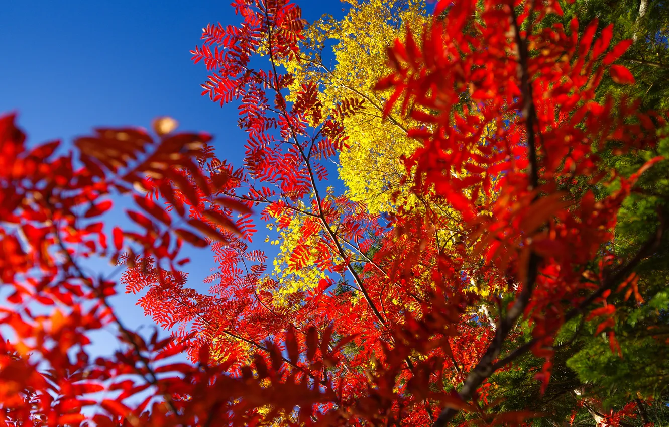 Photo wallpaper autumn, the sky, leaves, trees, the crimson