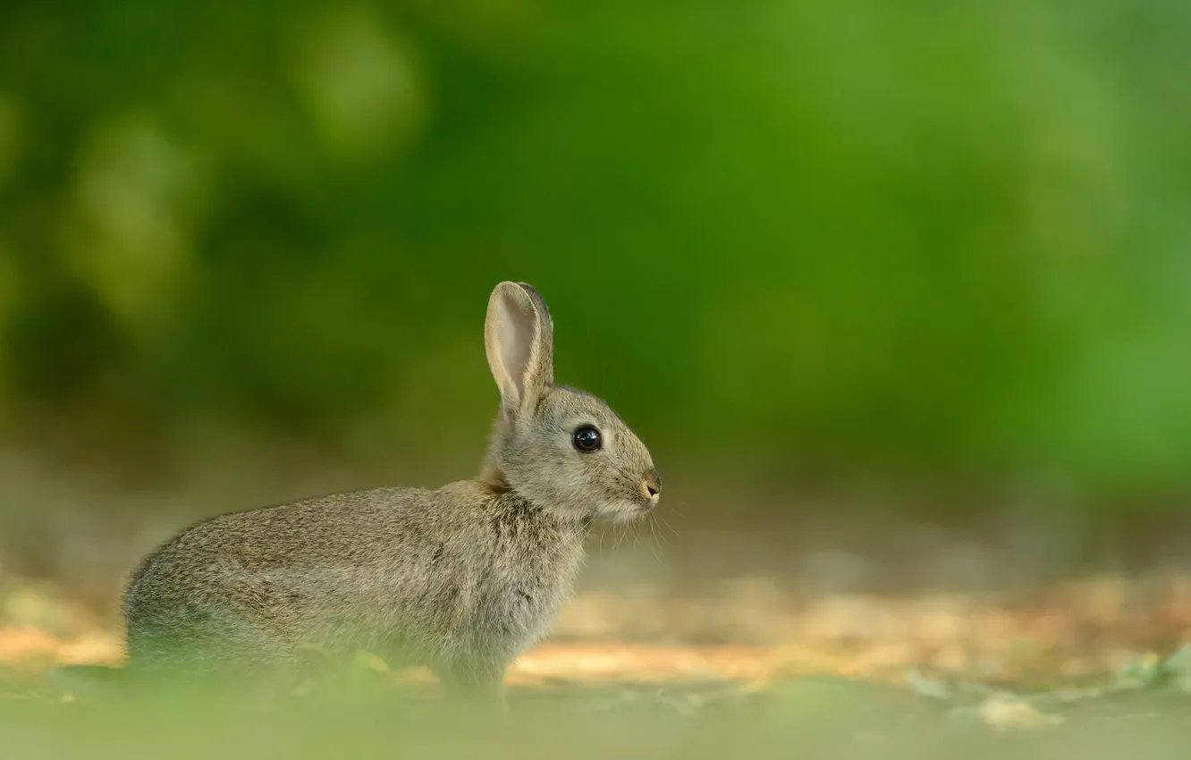 Photo wallpaper nature, background, hare