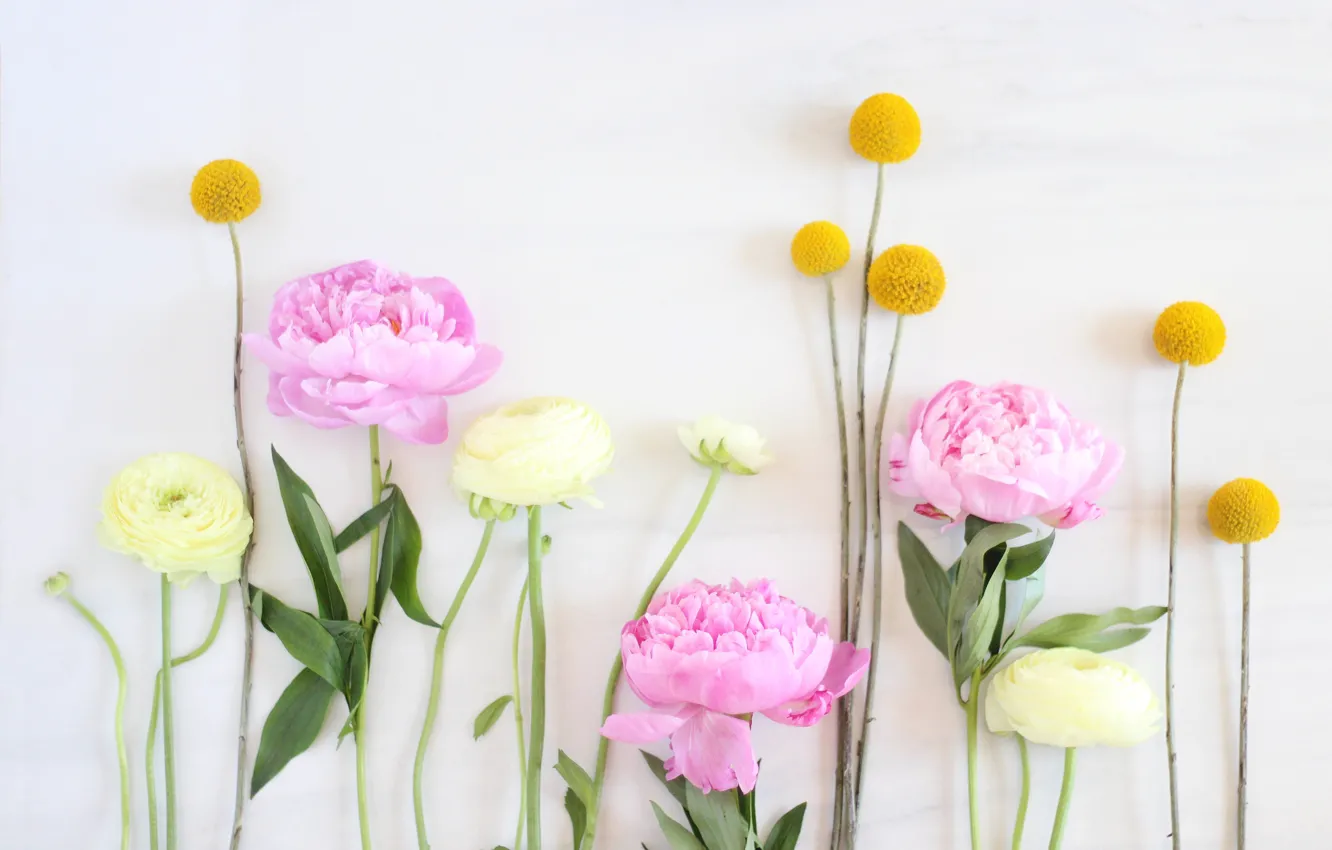 Photo wallpaper flowers, tenderness, Flowers, pink