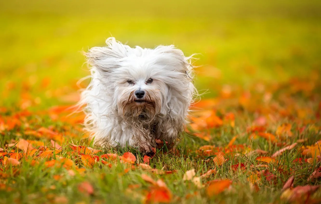 Photo wallpaper autumn, leaves, dog, The Havanese, shaggy