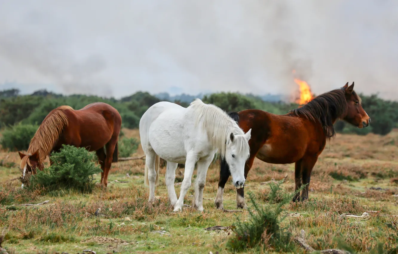 Photo wallpaper field, forest, white, the sky, grass, overcast, flame, horse