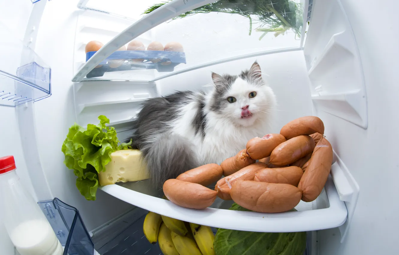 Photo wallpaper Cat, Animals, Refrigerator, Sausage