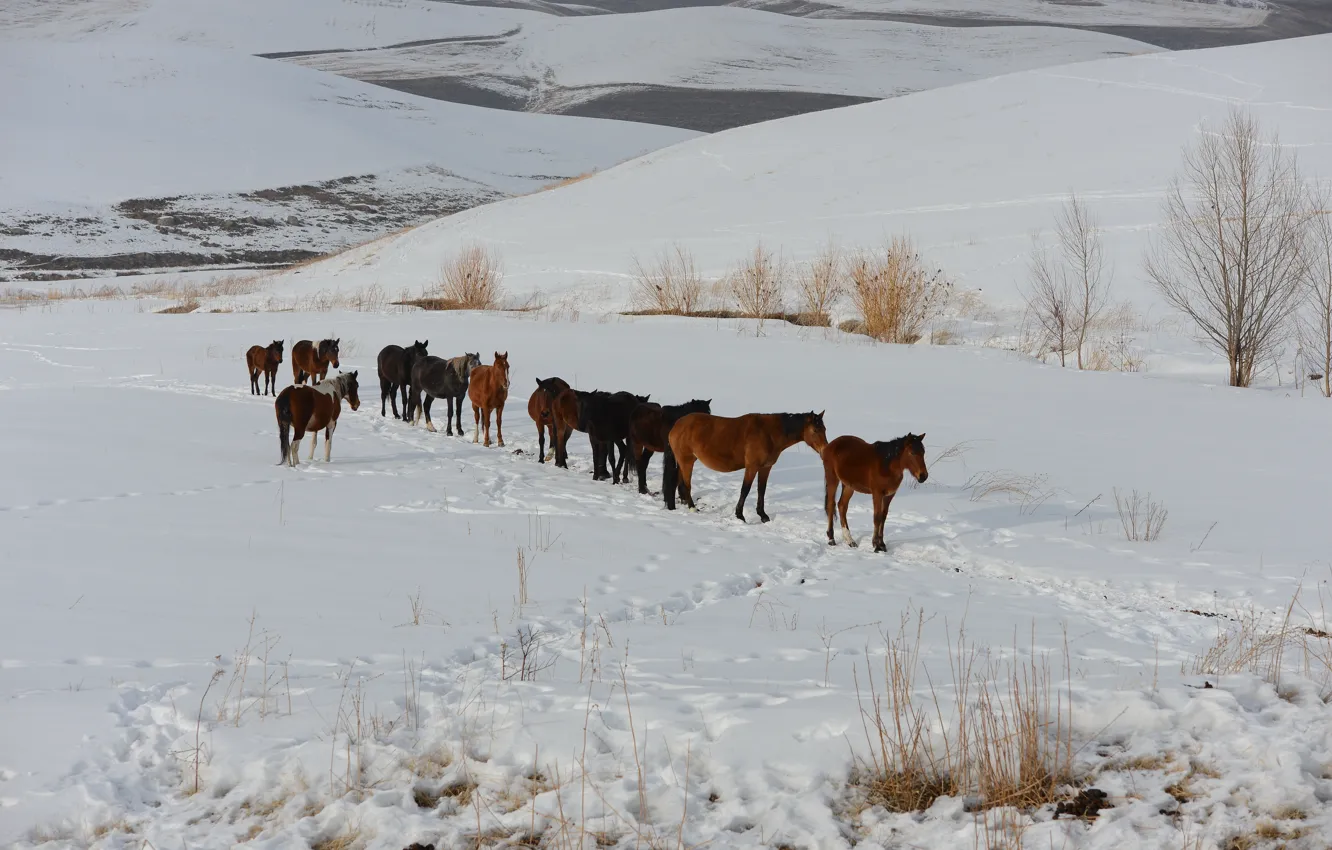 Photo wallpaper winter, mountains, horse, Kyrgyzstan