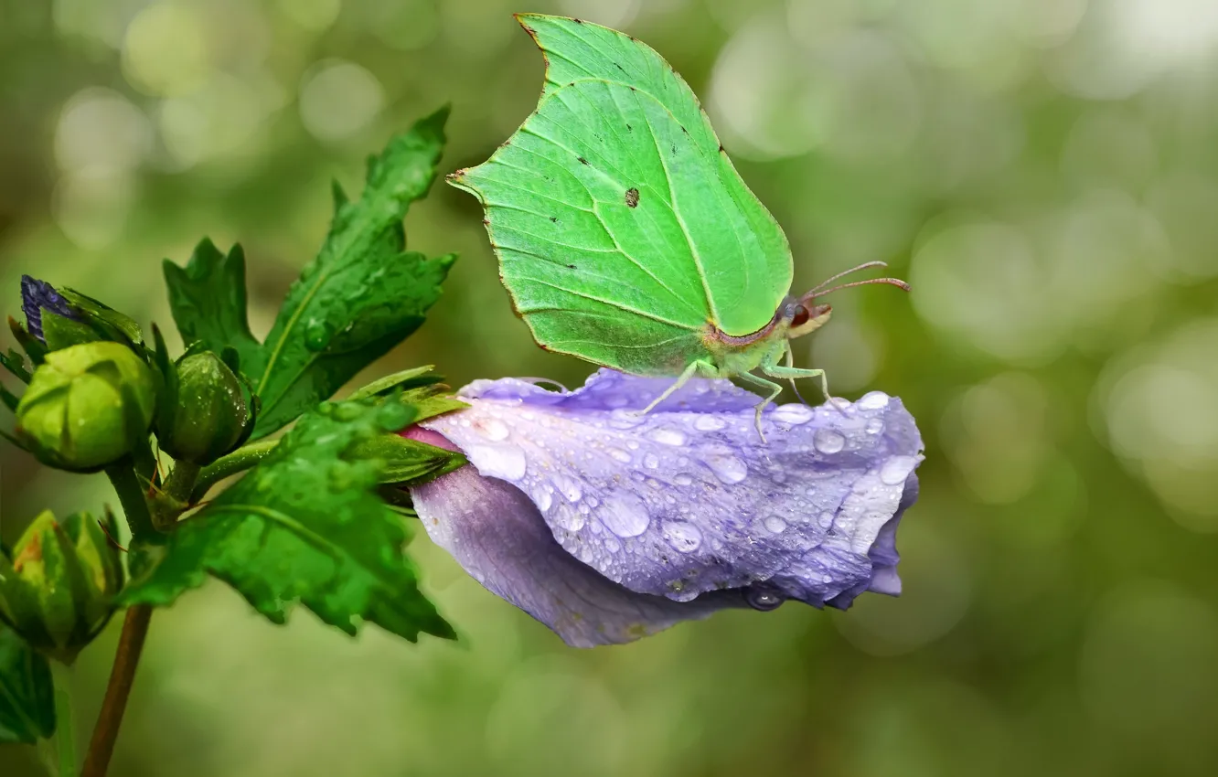 Photo wallpaper drops, macro, flowers, green, butterfly, insect