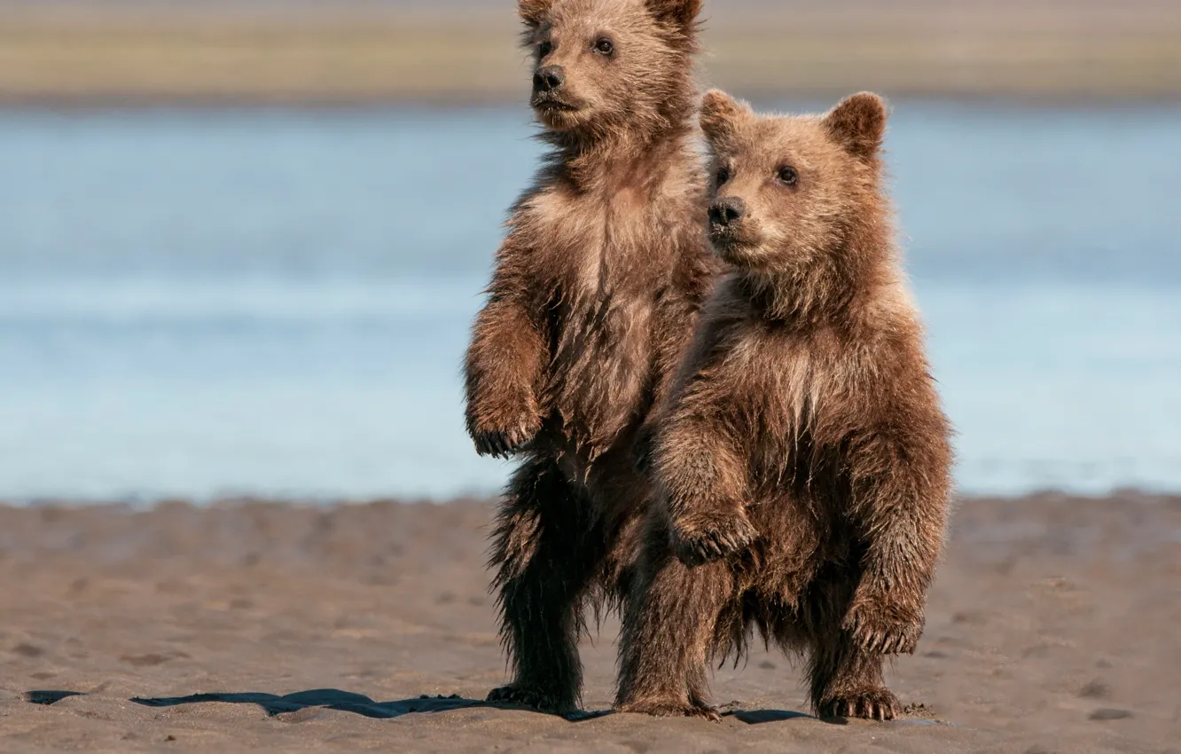 Photo wallpaper bears, Alaska, pair, Alaska, bears, stand, Lake Clark National Park, two of the bear
