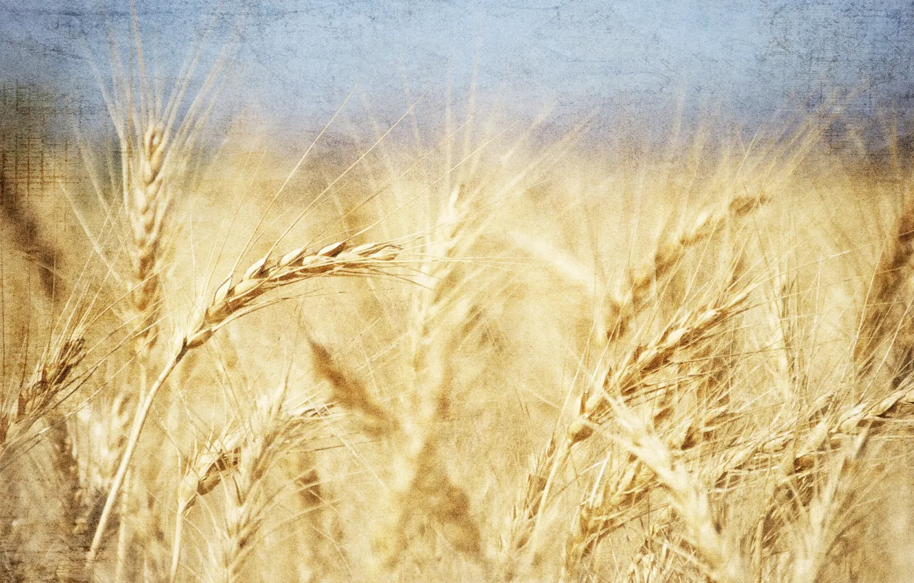 Photo wallpaper field, summer, style, background