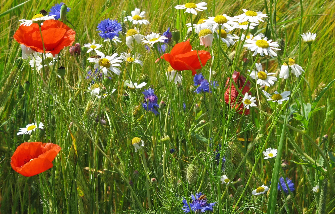 Photo wallpaper field, grass, flowers, Mac, chamomile, meadow