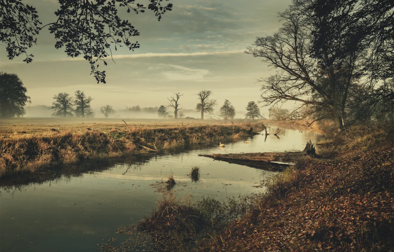 Photo wallpaper landscape, nature, fog, river, morning, Poland, Robert Kropacz