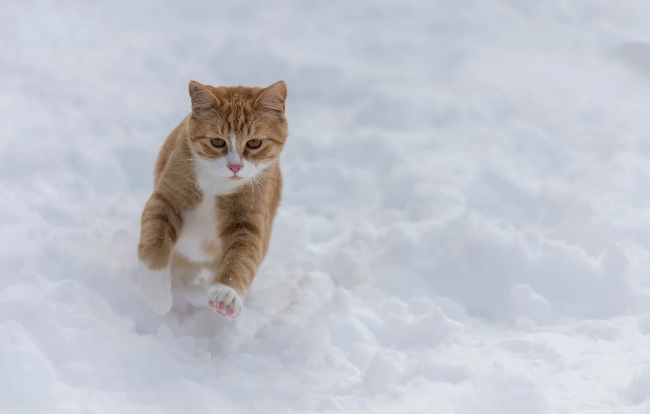 Photo wallpaper winter, cat, snow, walk, red cat, run
