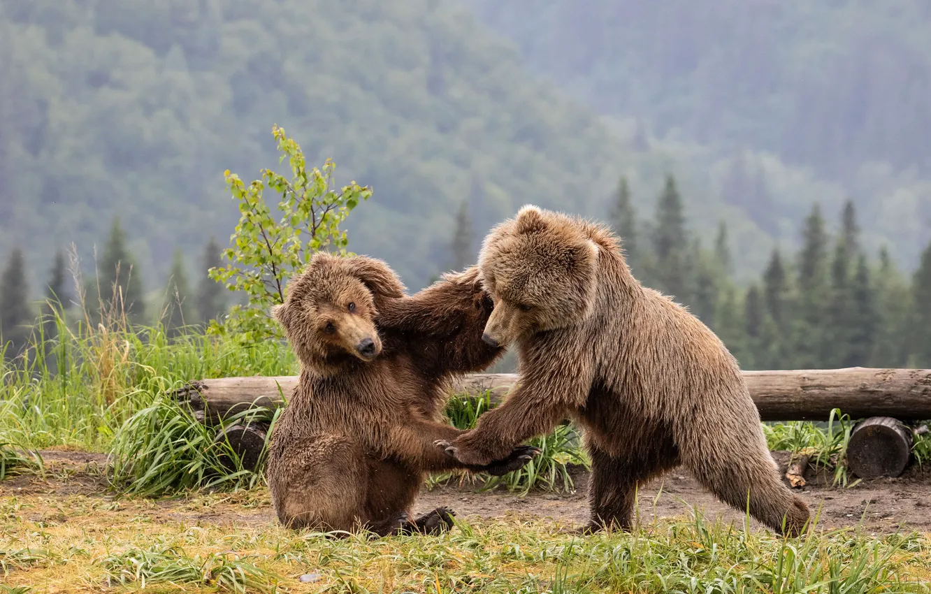Photo wallpaper forest, grass, look, face, pose, the game, fight, bear