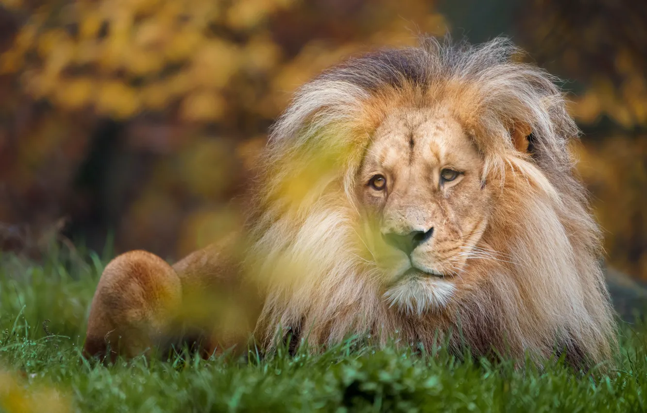 Photo wallpaper sadness, look, face, pose, Leo, mane