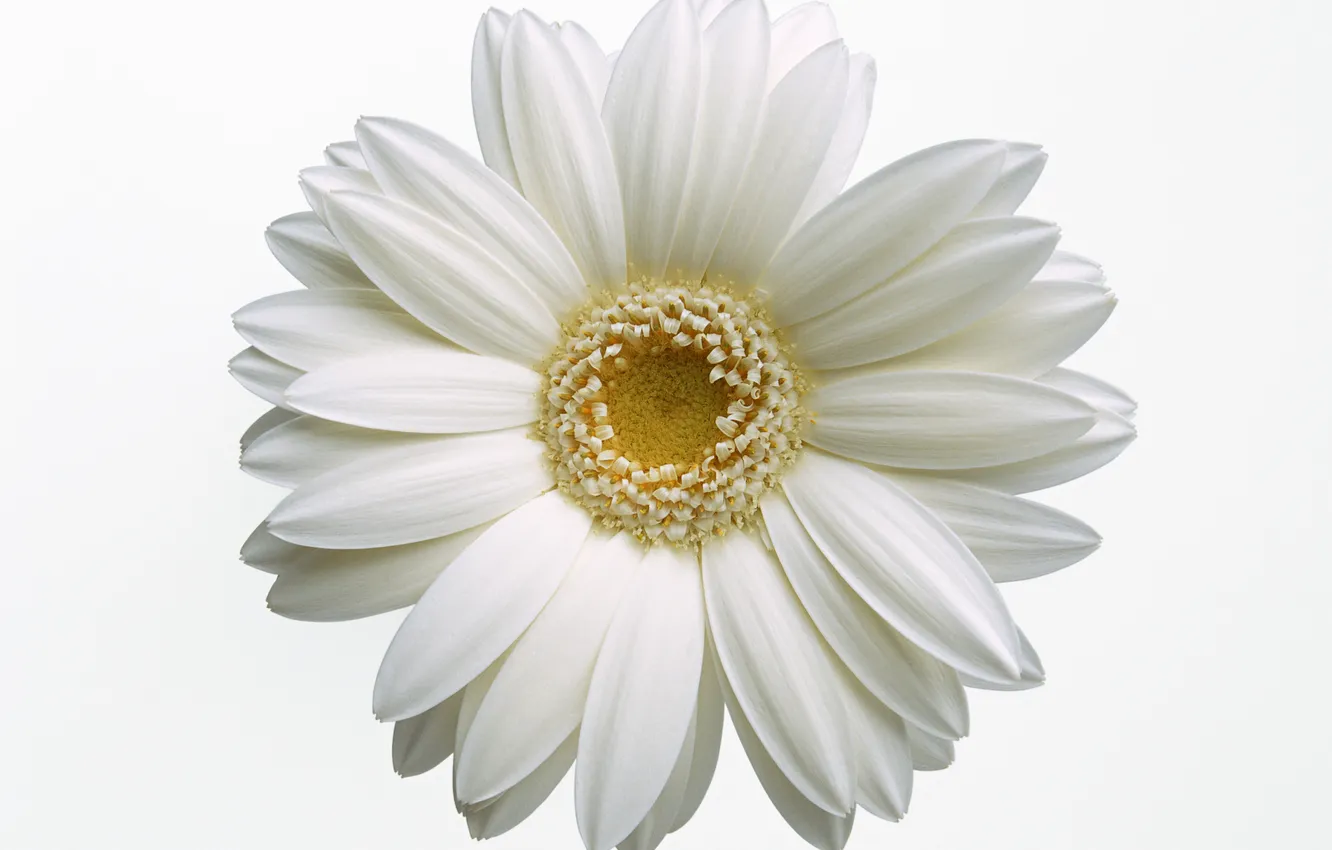 Photo wallpaper white, flower, macro, petals, Daisy