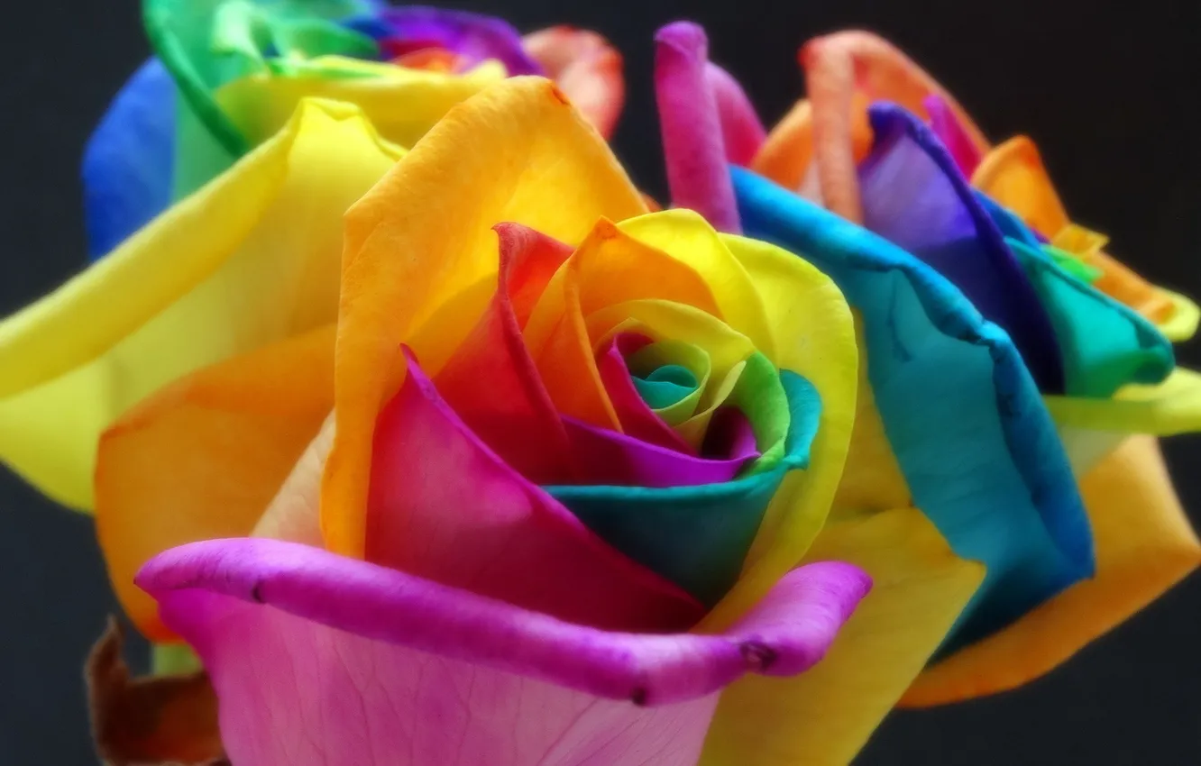Photo wallpaper flower, paint, rose, rainbow, petals