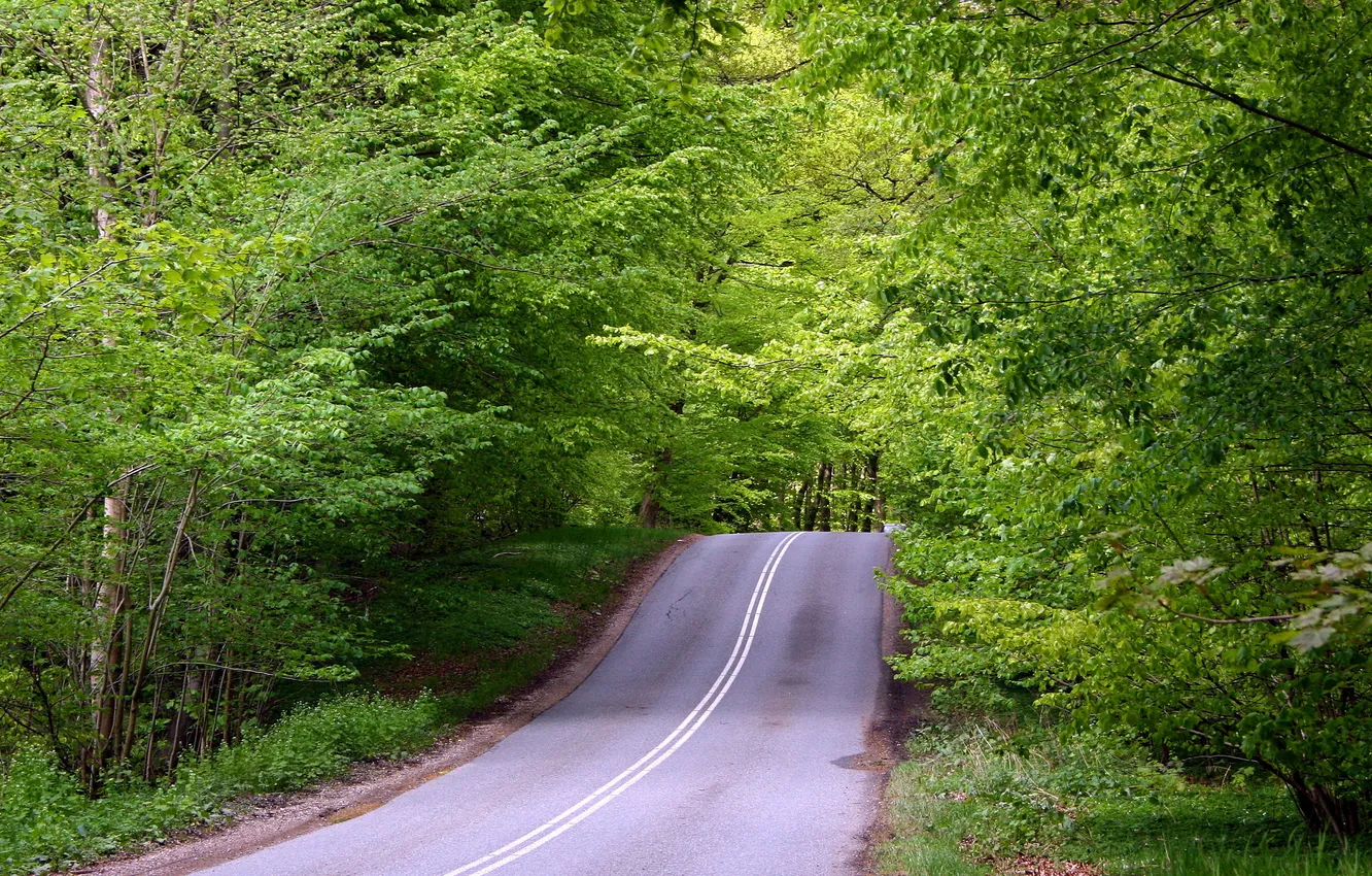 Photo wallpaper road, trees, nature