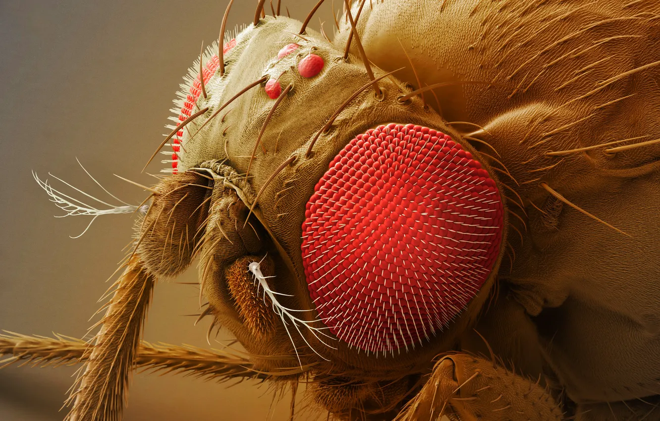 Photo wallpaper eyes, fly, antennae