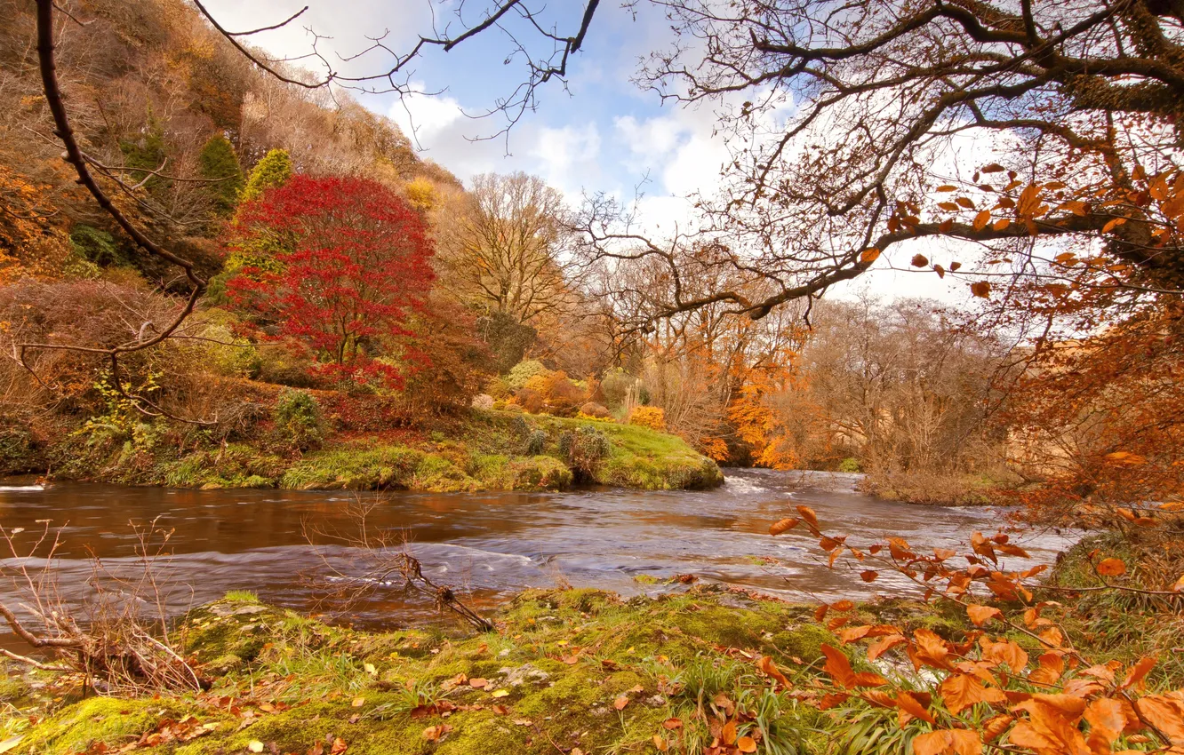 Photo wallpaper autumn, forest, trees, river, for, Bank, red-yellow foliage