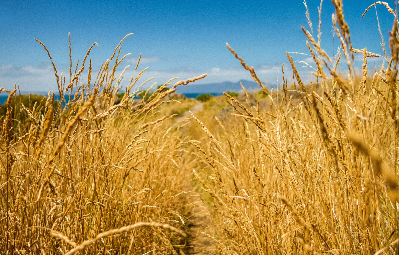 Photo wallpaper wheat, field, the sky, meadow, ears, tronica