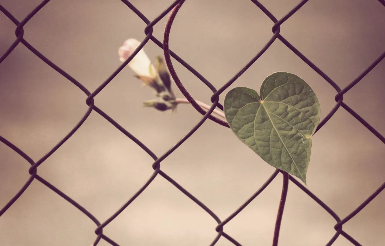 Photo wallpaper heart, fence, wire