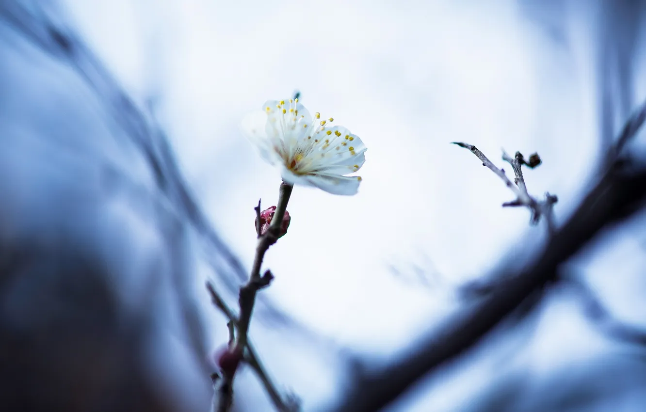 Photo wallpaper macro, branches, nature