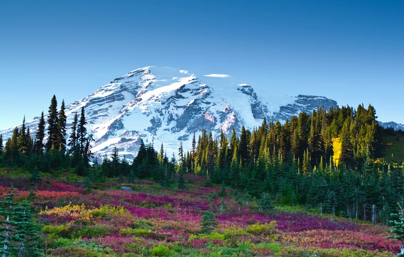 Photo wallpaper forest, the sky, flowers, mountains