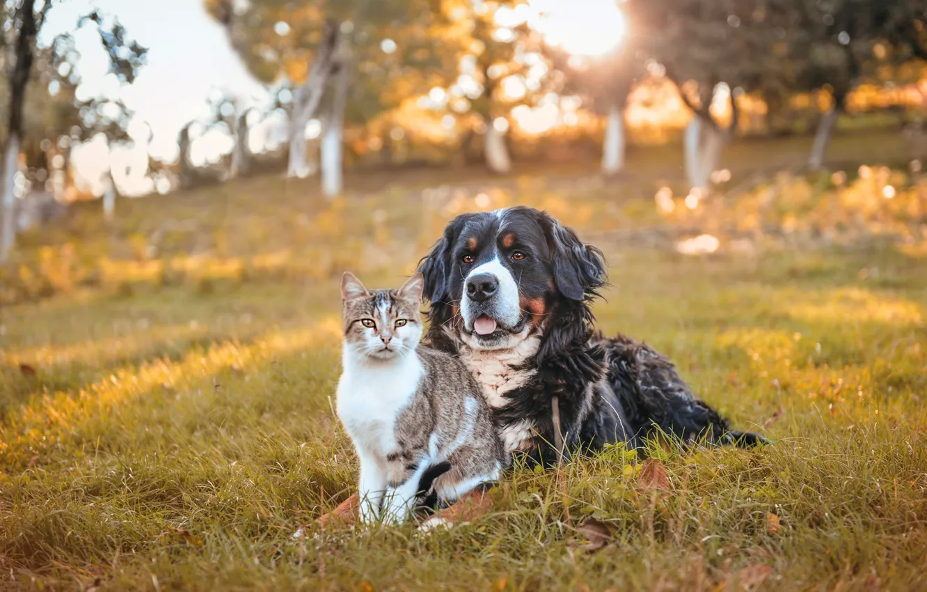 Photo wallpaper cat, cat, each, dog, pair, face