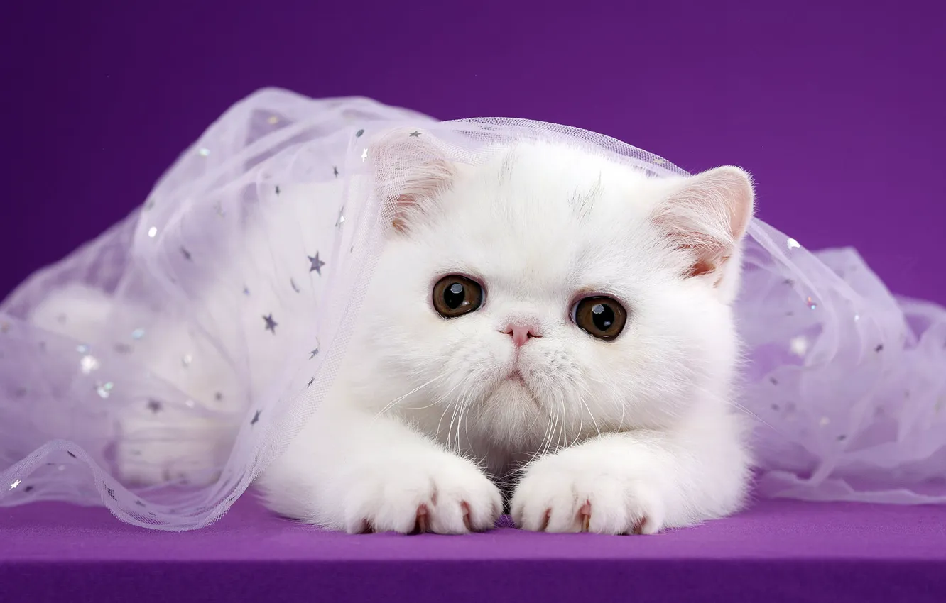 Photo wallpaper cat, white, look, pose, kitty, background, lilac, muzzle