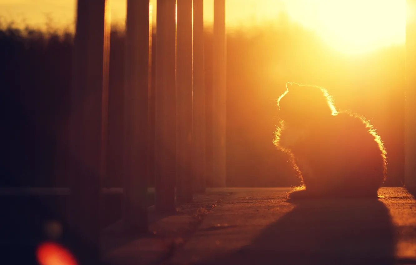 Photo wallpaper cat, cat, the sun, sunset, kitty, shadow, the evening, sitting