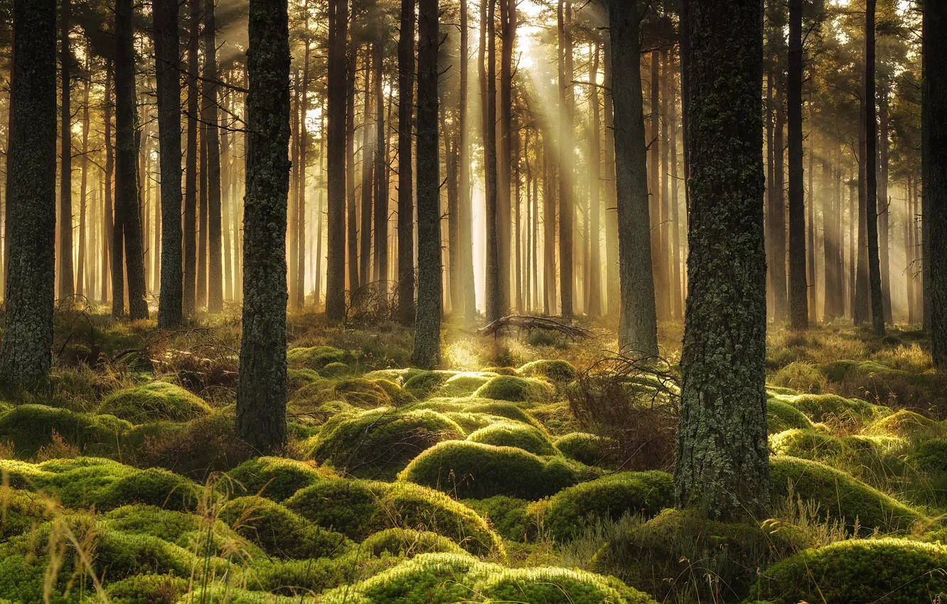 Photo wallpaper forest, light, moss